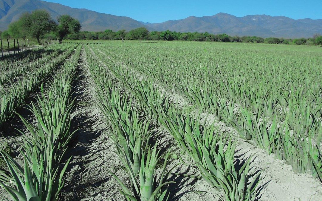 Herbalife Nutrition obtiene el primer patentamiento para su ingrediente Aloe